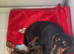 Miniature dachshund