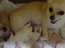 White / tan long coat Chihuahuas