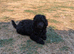 Toy poodle puppies girls KC reg Fully Vaccinated