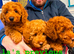 KC gorgeous red mini poodle 5 gen pedigree