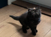 Stunning Persian kittens