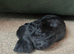 Cocker spaniel