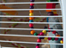 Indian ringneck