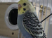 6 beautiful baby budgies looking for forever homes