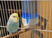 Super Tamed baby budgies for sale