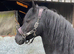 Cefncoch Black Harry Section D Stallion