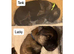 German shepherd pups