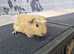 Baby male guinea pigs