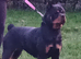 ONLY 2 FEMALES NOW AVAILABLE Stunning pedigree German bred rottweiler puppies
