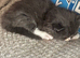 Ragdoll kittens born 10/07/26 4 boys left