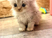 Beautiful cross pedigree kittens