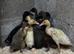 Indian Runner Ducklings