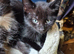 3 adorable black kittens