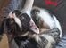 Beautiful kittens for sale looking for foreverr loving homes