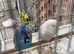 Budgeese for sale