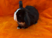 Pure Mini Lops [Ready to Leave]