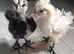 Mixed bantams