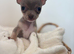 Xs teacup chihuaha female