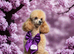 KC registered toy poodle for rehome