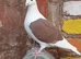 Saddle racing pigeons for sale