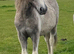 Dartmoor Hill pony, yearling Filly