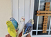 Super Tamed baby budgies for sale