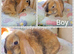Mini lop kits available to reserve