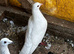 I have 4 pair Racing Pigeon for sale