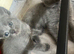 Grey/Russian Blue