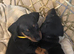 last 2 STUNNING MINIATURE DACHSHUND BOYS LEFT Ready for Their Forever Homes! Absolutely gorgeous Chocolate & Tan Miniature Dachshunds healthy, happy,