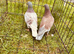 Racing pigeons