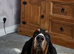 Girl basset hound