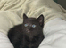 4 month old kitten for re homing