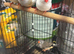 Zebra finches