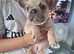 French bulldog pups (kc reg )