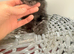 Beautiful kittens ready to go
