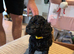 Beautiful black cockerpoo pups