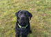 Beautiful Labrador female