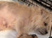 Cute pups for loving homes 500 very adorable