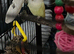 Pair of lovebirds