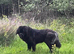 3 year old female