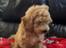 Cavapoochon boy puppy