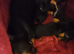 Miniature dachshund puppy's for sale
