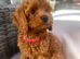Cavapoo puppies ready for new homes