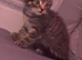 11 kittens looking for homes!
