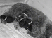 3 Toy Poodle Puppies