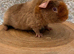 Pure bred teddy pig