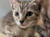 Gizmo the super social kitten