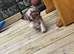 Female shih tzu