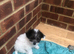 2 jackapoo/chipoo puppies